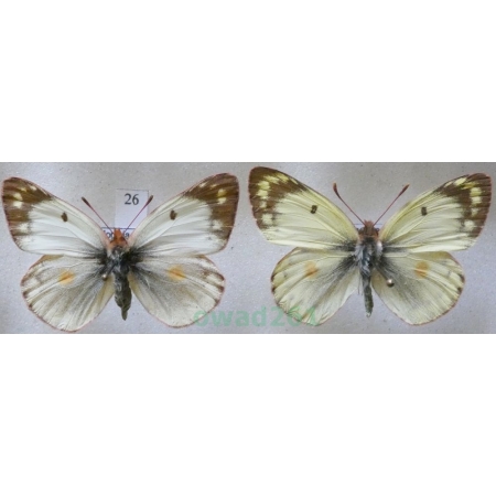 Colias hyale (Linnaeus, 1758) pair Szlaczkoń siarecznik Czech26